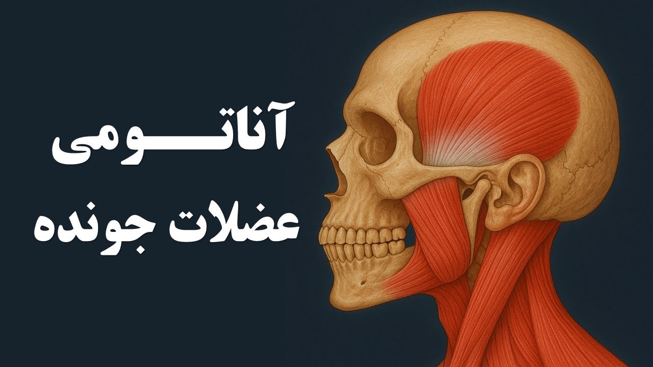 آناتومی عضلات جونده