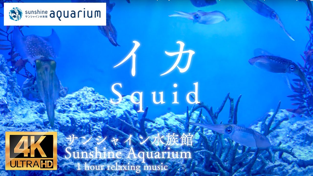 【4K】サンシャイン水族館の海の忍者  イカ動画1時間 ( Ninja of the sea for squid Sunshine Aquarium Tokyo Japan 1hours )
