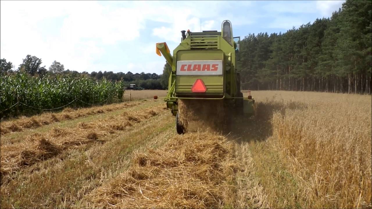 CLAAS mercator 50 /koszenie owsa z jęczmieniem 2016