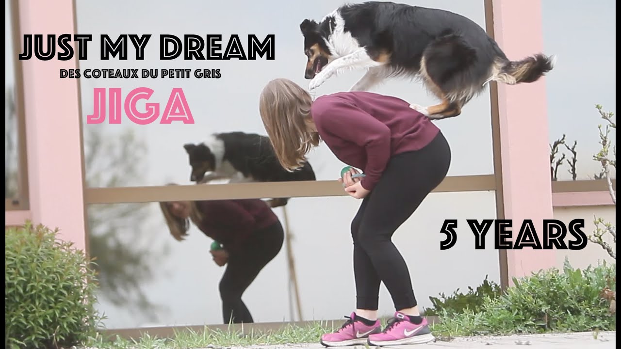 Jiga Border Collie .:. 5 years