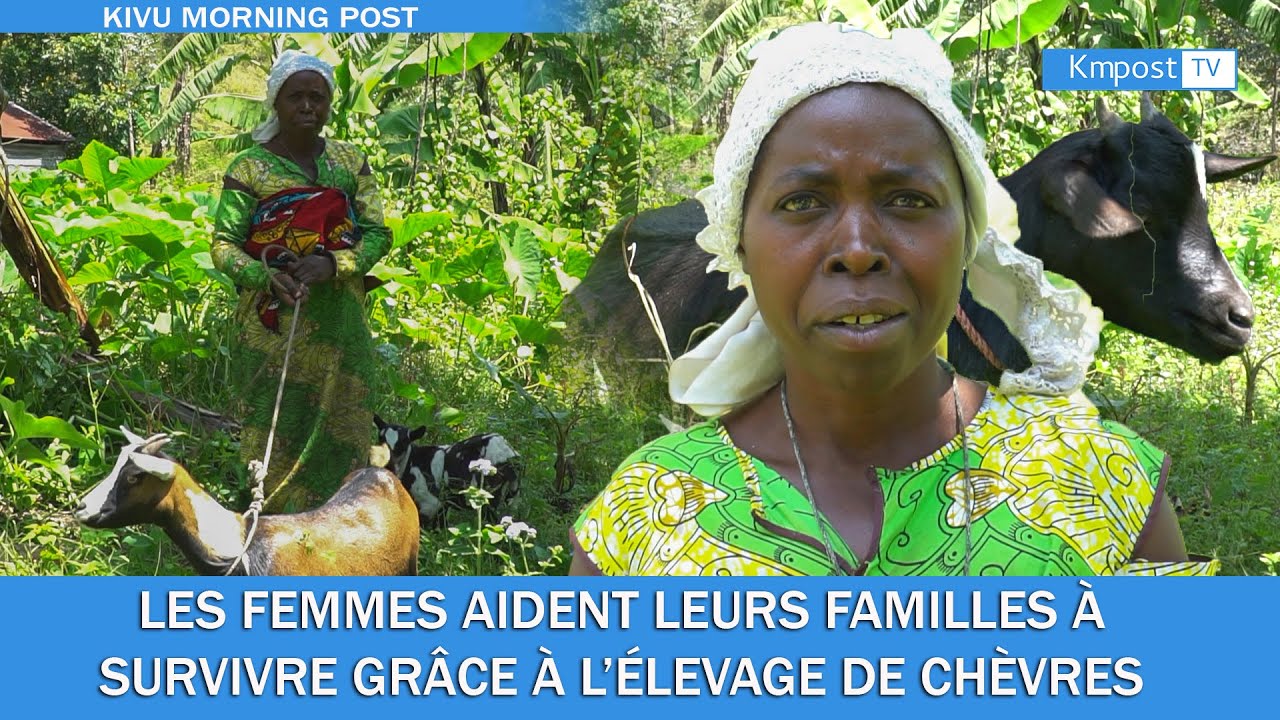 ÉLEVAGES DES CHÈVRES EN RDC: COMMENT CES FEMMES AIDENT LEURS FAMILLES PAR L'ELEVAGE DES CHEVRES