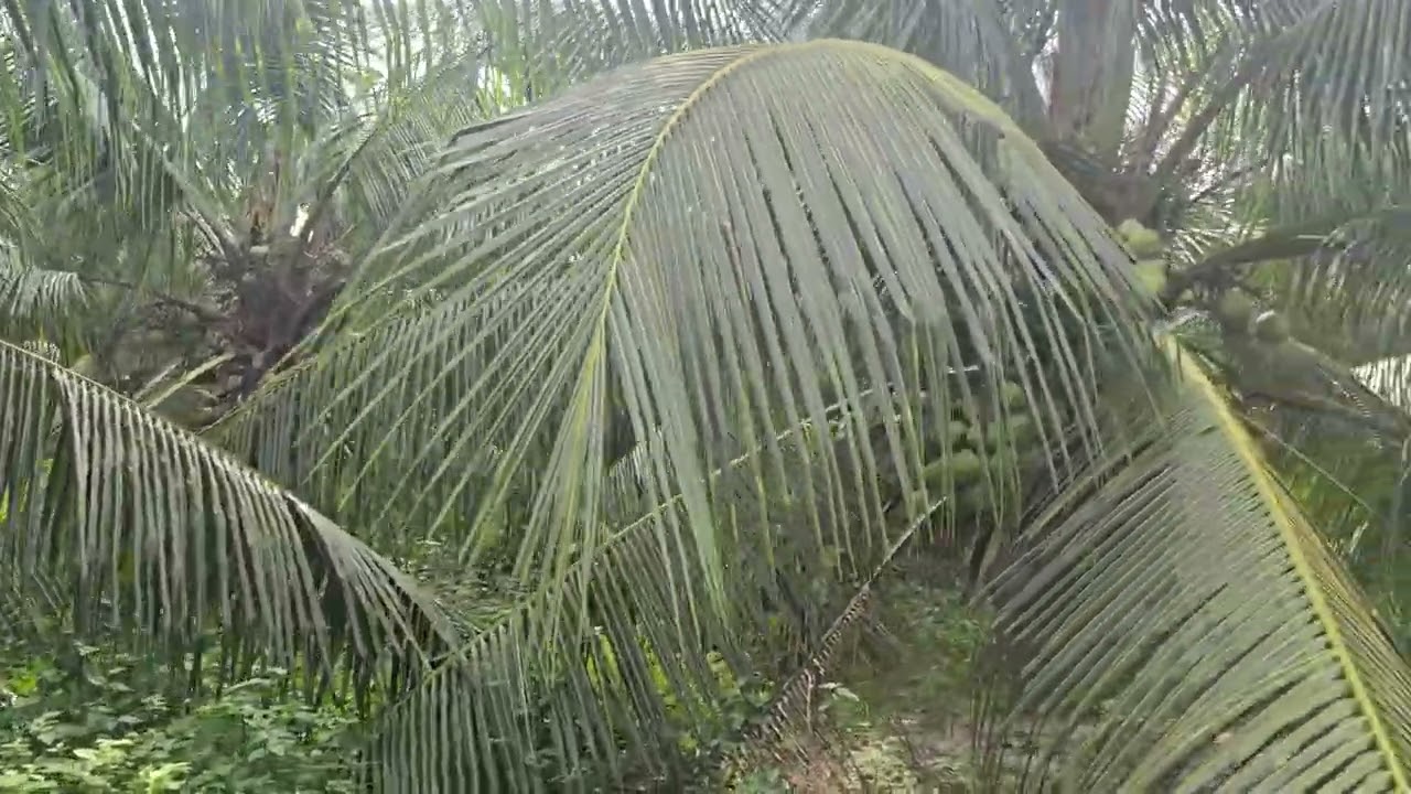 Tanam kelapa sekarang!!!