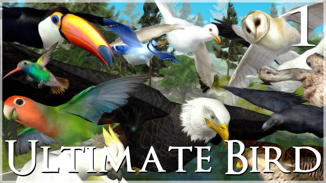 Время летать!! 🐦 Ultimate Bird Simulator — Эпизод №1