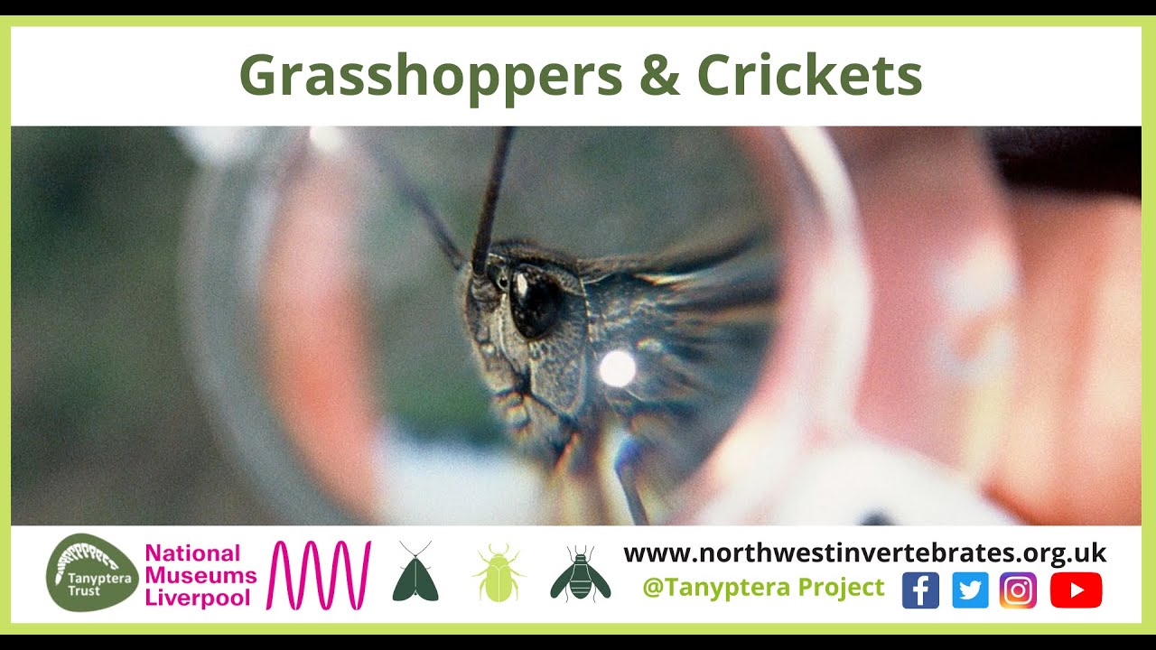 UK Grasshoppers & Crickets