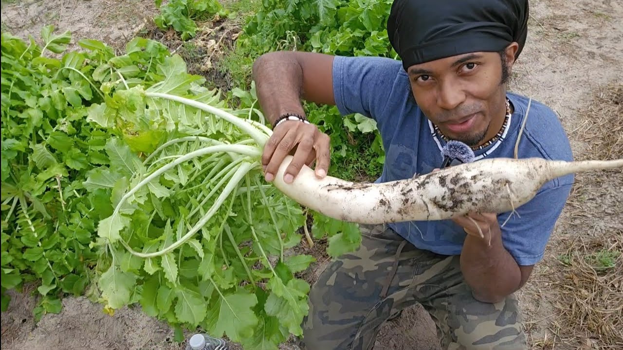 ASMR Harvest and Eat Large Fresh Root