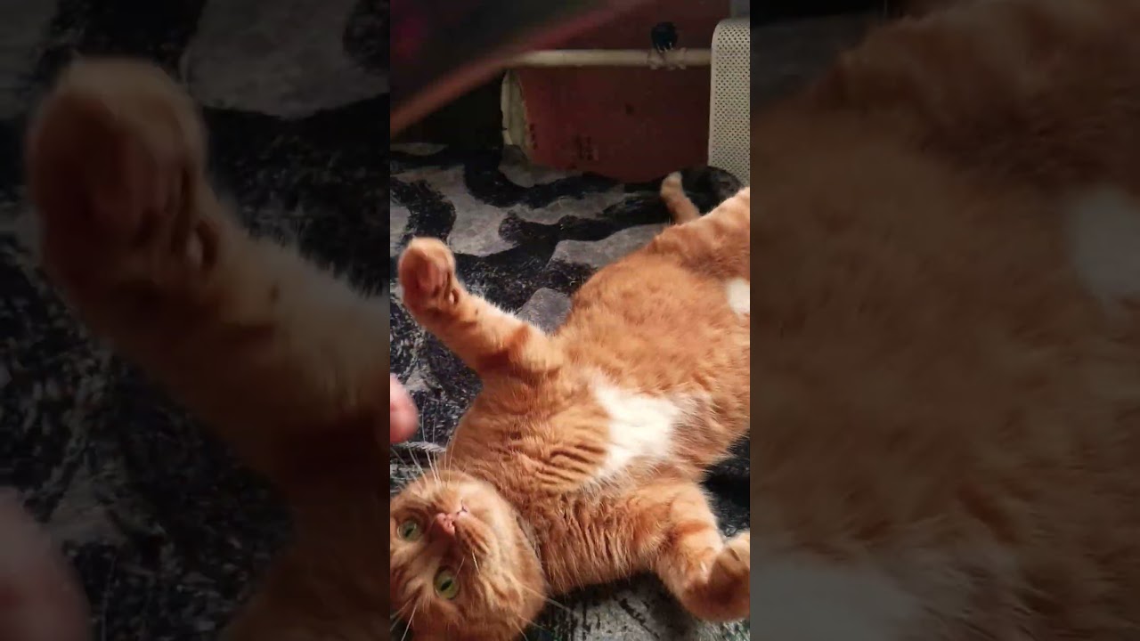 🐱🦁😎поддержка 2204320367477488 #котики #cat #kitten #love #тренды #подпишись #trending #подпишись