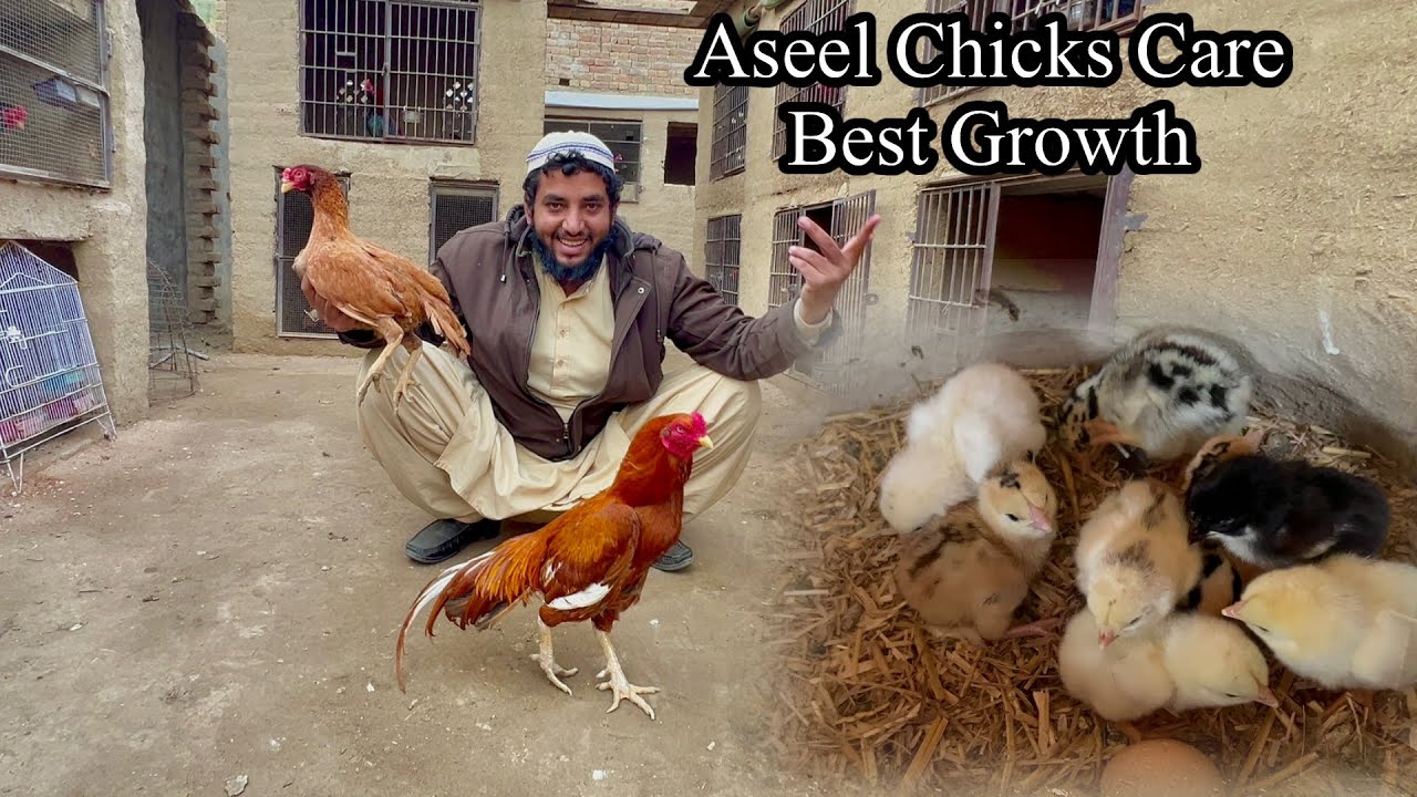 Aseel Chicks Care And Day By Day Growth 😳