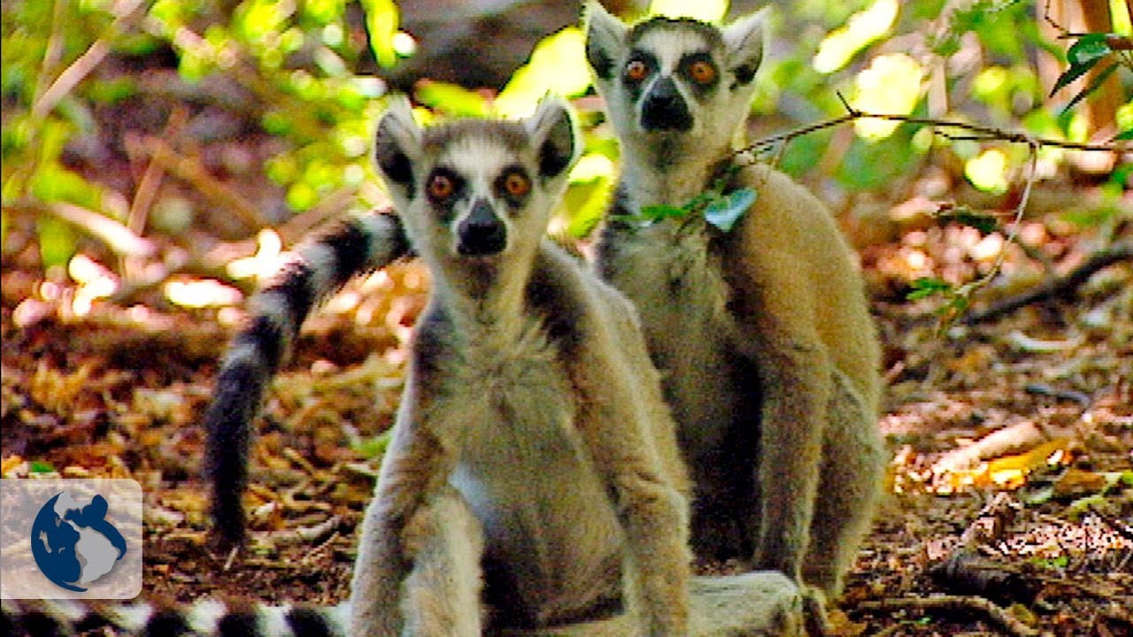 Lemures de madagascar. Documental Completo