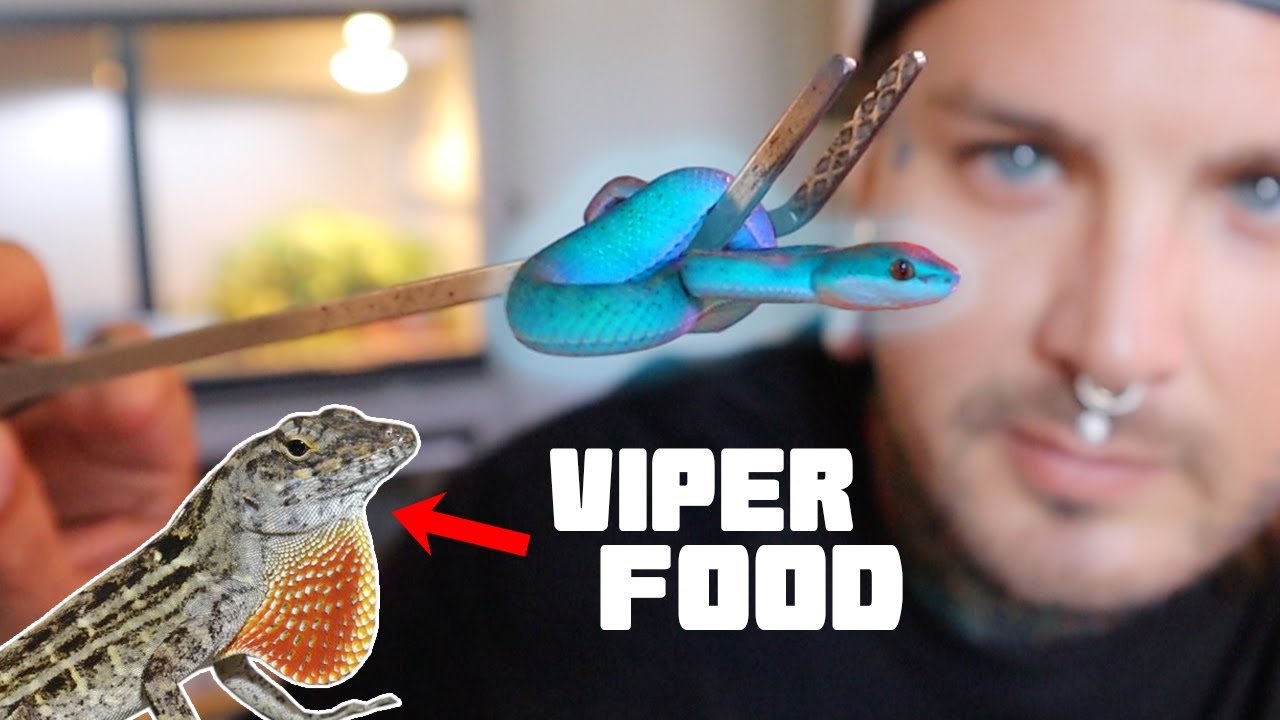 Catching Lizards to feed my Baby blue Vipers!