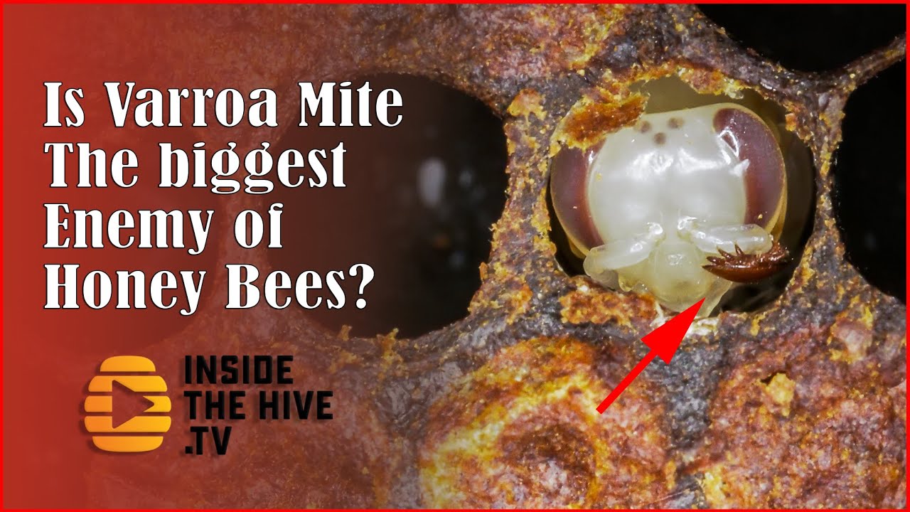 Is Varroa mite the biggest problem in beekeeping? lessons from apiaries in Hawaii