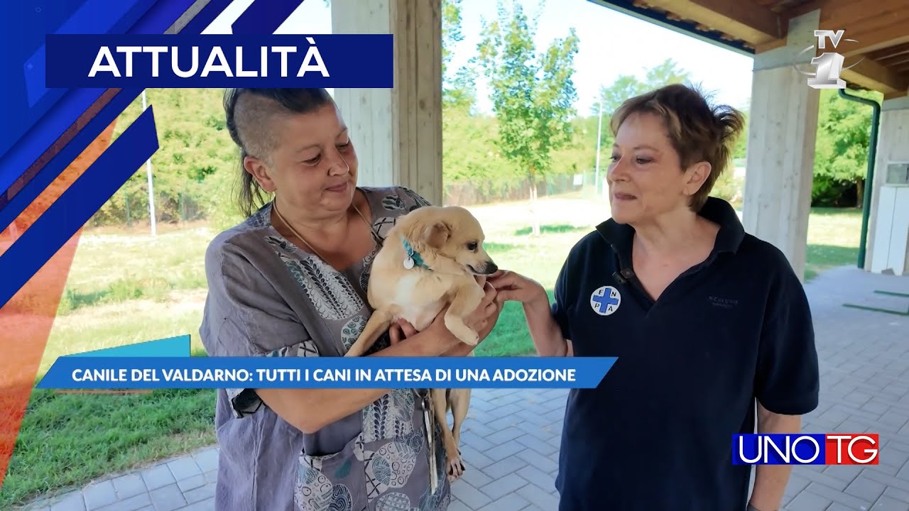 Canile del valdarno: tutti i cani in attesa di una adozione