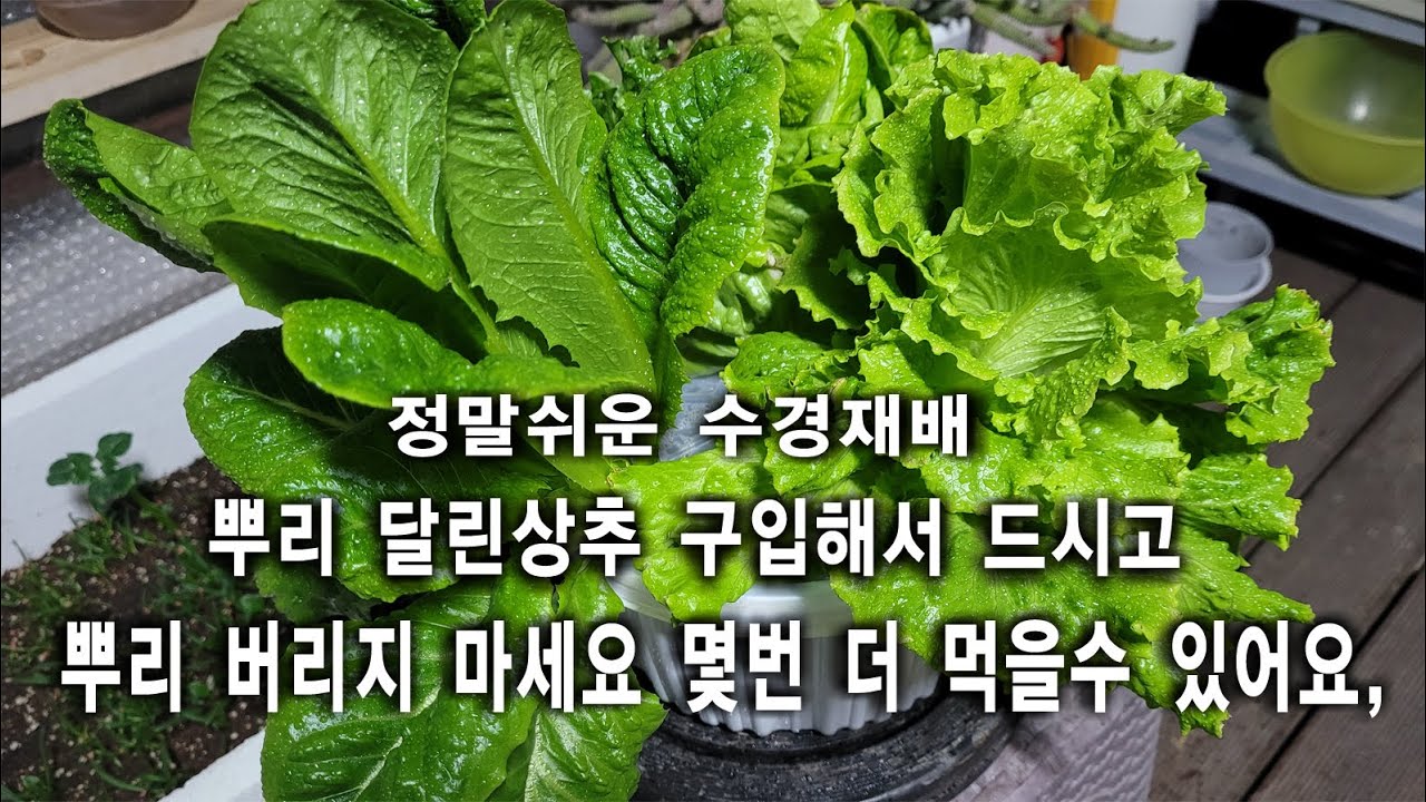너무 쉽고 간단해 아무나 할수 있는 상추수경재배, 상추키우기, 마트상추재활용, 옥상텃밭