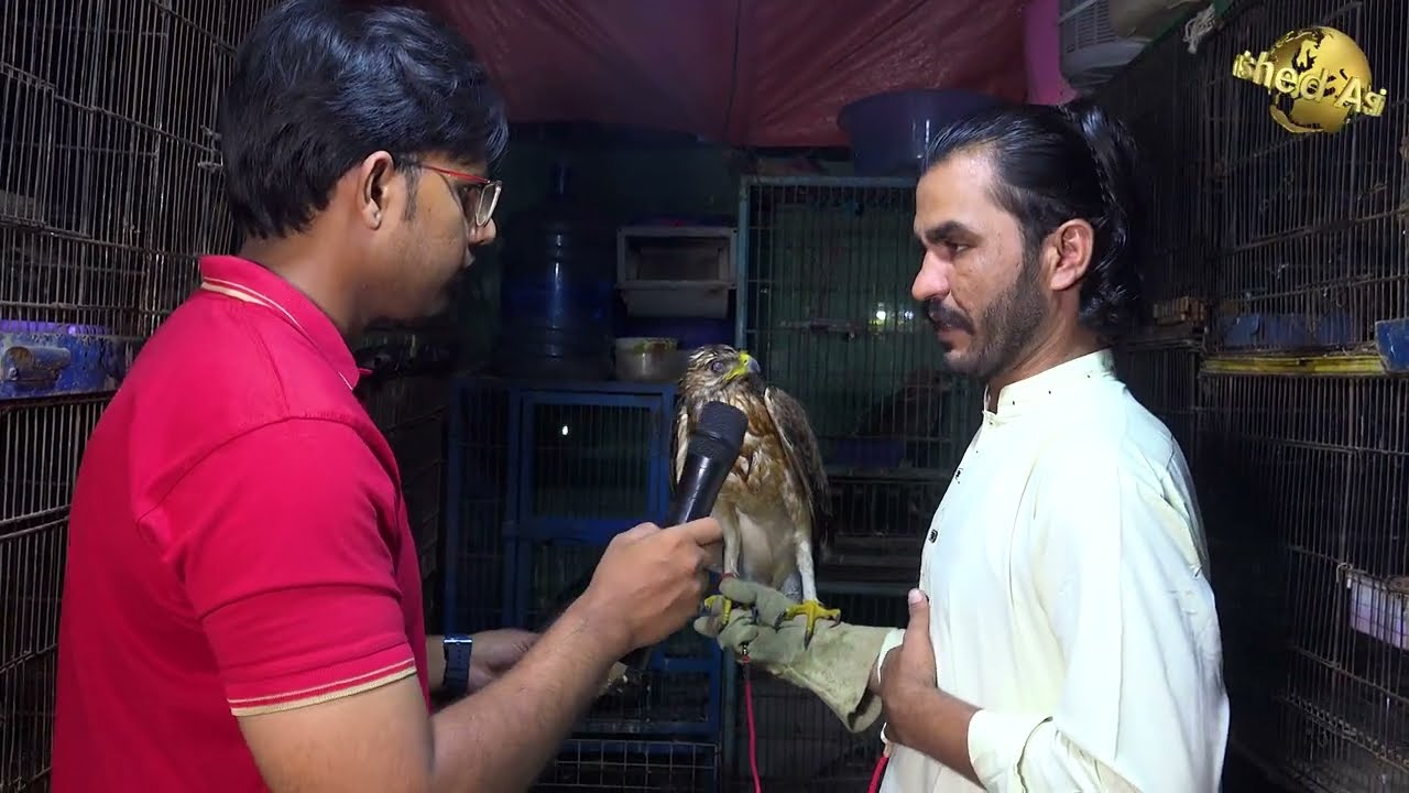 Saddar Birds Market | Peregrine Falcon, Golden Eagles, Brahminy kite