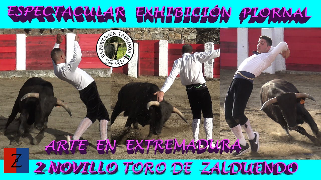ESPECTACULAR EXHIBICIÓN DE ARTE EN EXTREMADURA EN PIORNAL CON NOVILLOS TORO DE ZALDUENDO 2023