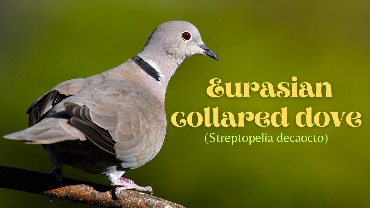 Eurasian Collared Dove Food and Feeding - Eurasian Dove - (Streptopelia decaocto)