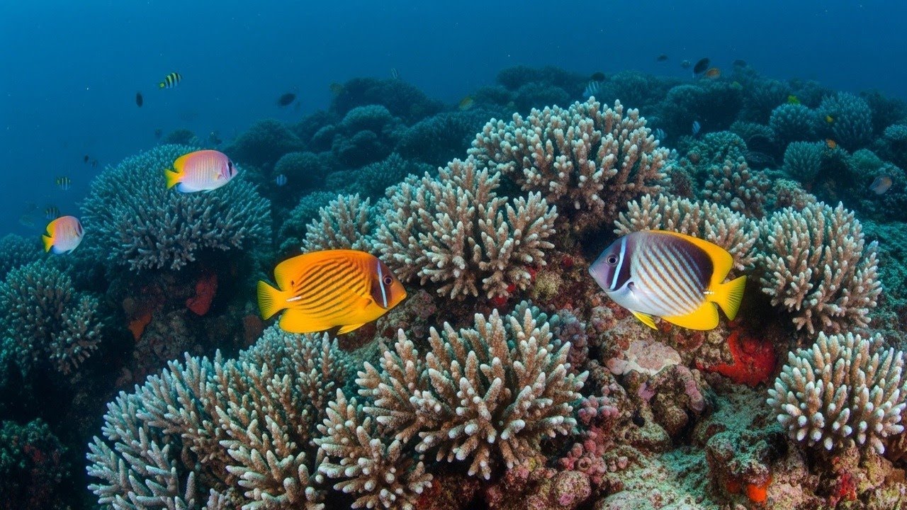 Relaxing Ocean Sounds with Calming Waves for Mind and Body Restoration