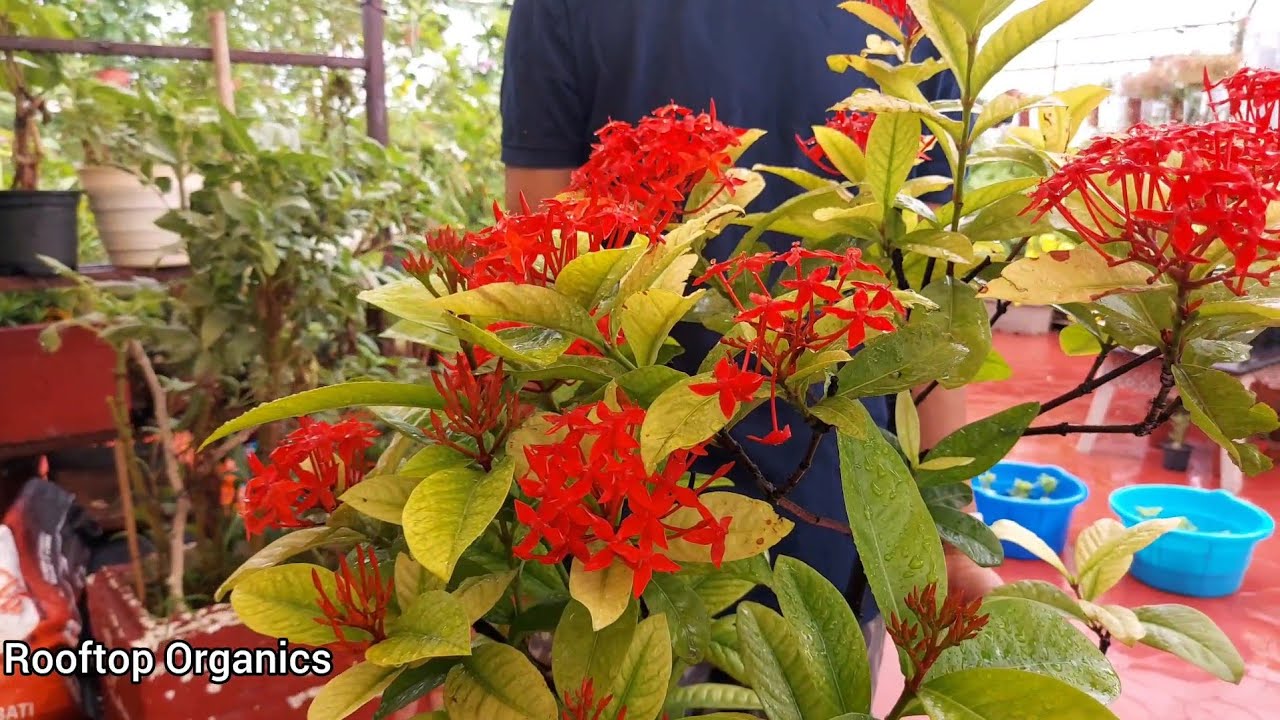Full information about Ixora plant /easy to grow / Care of Ixora / Rooftop Organics