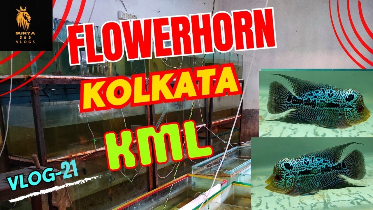 flowerhorn fish kolkata / Kml flowerhorn #viral#video#flowerhorn#trending#shortvideo