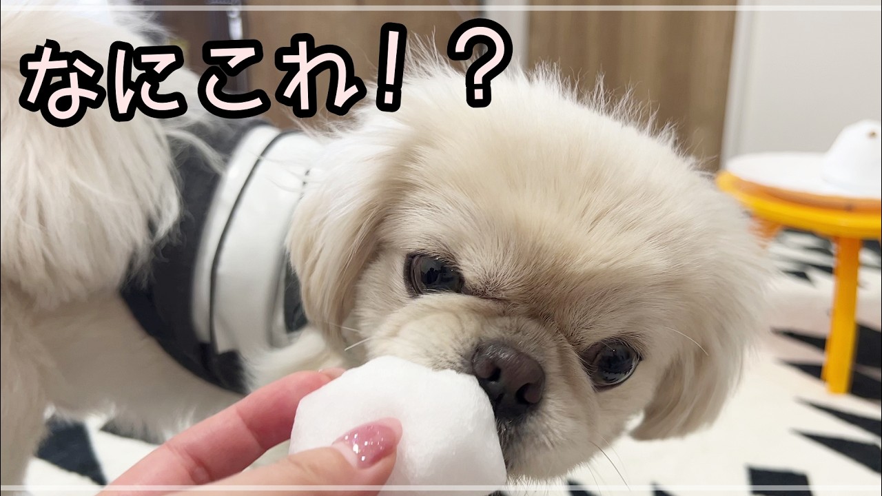 『ペキチワ