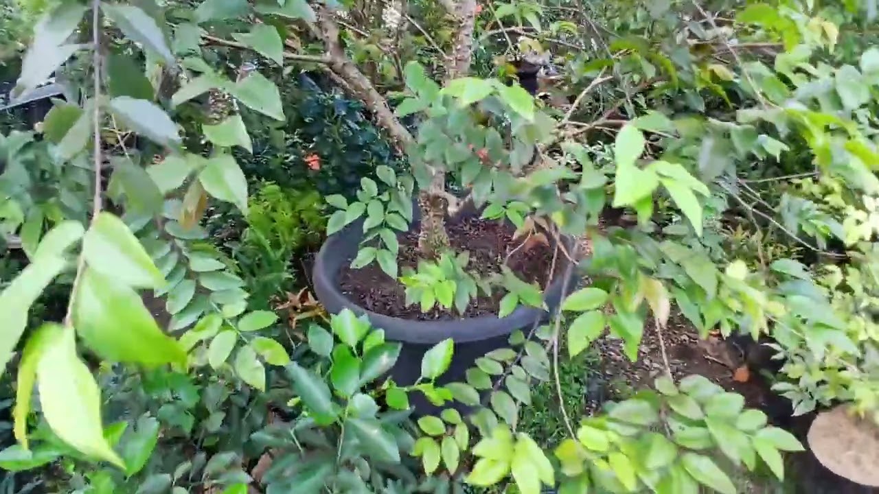 Ditempat Teduh Atau Ditempat Panas Tambulampot Anggur Brazil Ditempatkan ?
