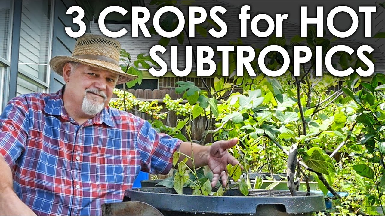 3 HEAT LOVING Crops You Can Grow in the Subtropics || Black Gumbo