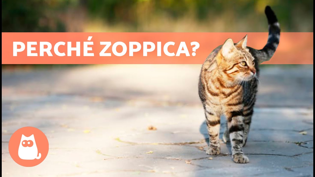 Cosa devo fare se il mio GATTO zoppica su una gamba? 🐱🐾 (5 possibili cause)