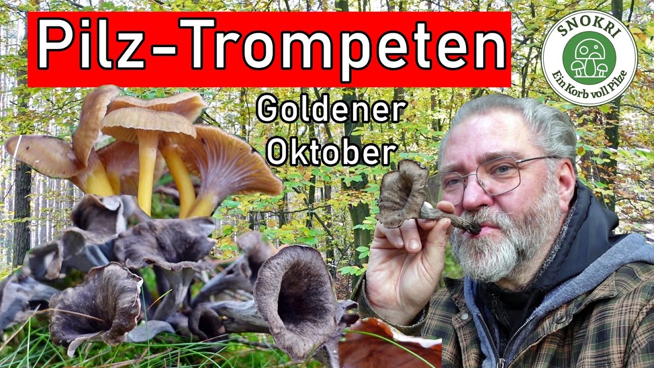 Pilz-Trompeten-Konzert - Goldener Oktober l&auml;sst die Pilze sprie&szlig;en - Traumhafte Pilztour 2025