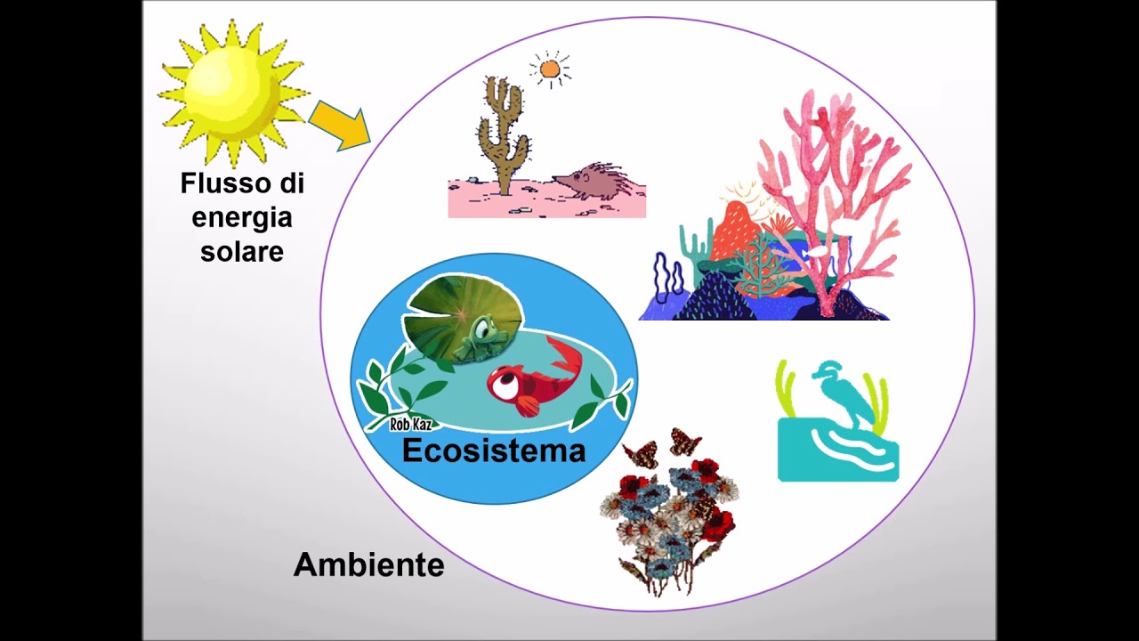 L'ecosistema - scuola primaria