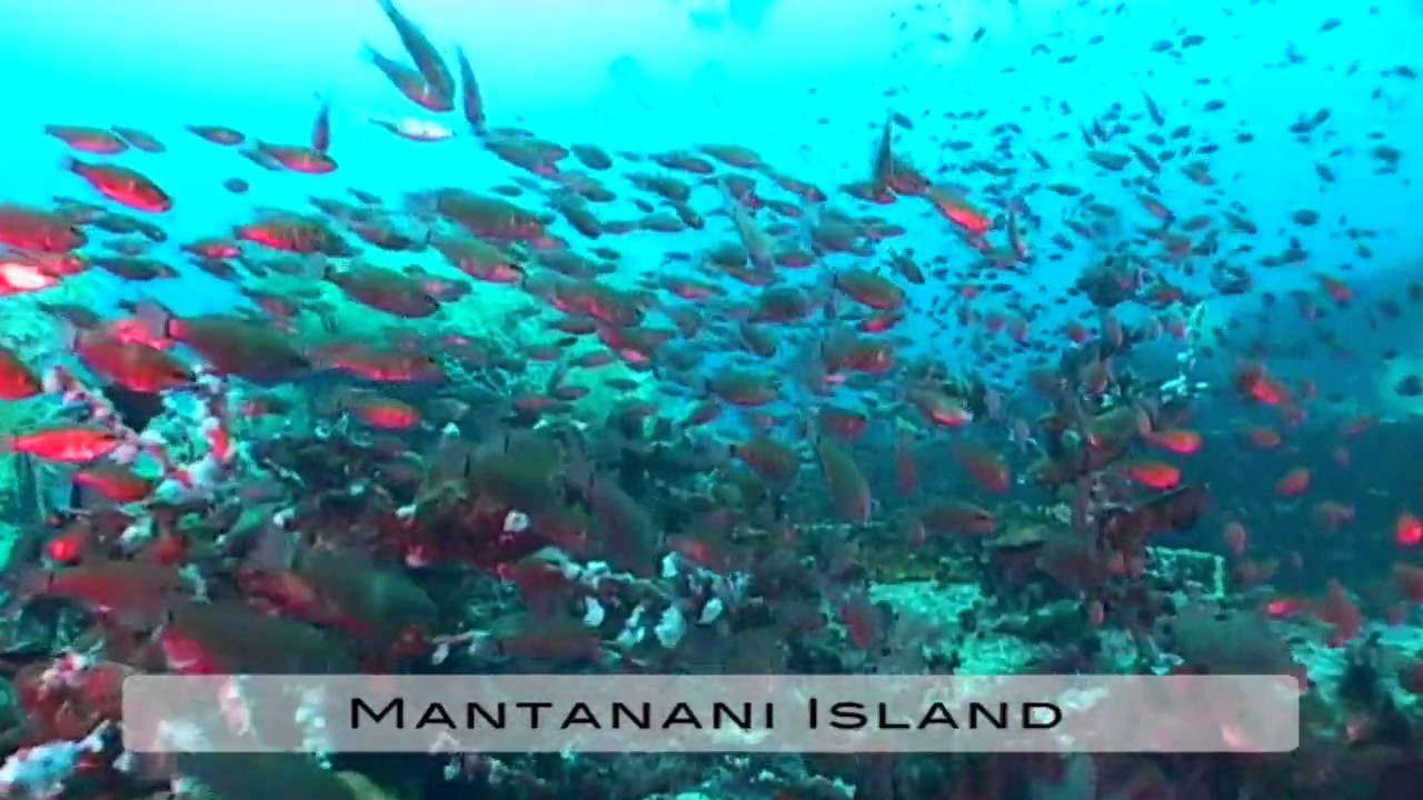 www.scubadealsonline.com - MANTANANI ISLAND - Sabah - Malaysia
