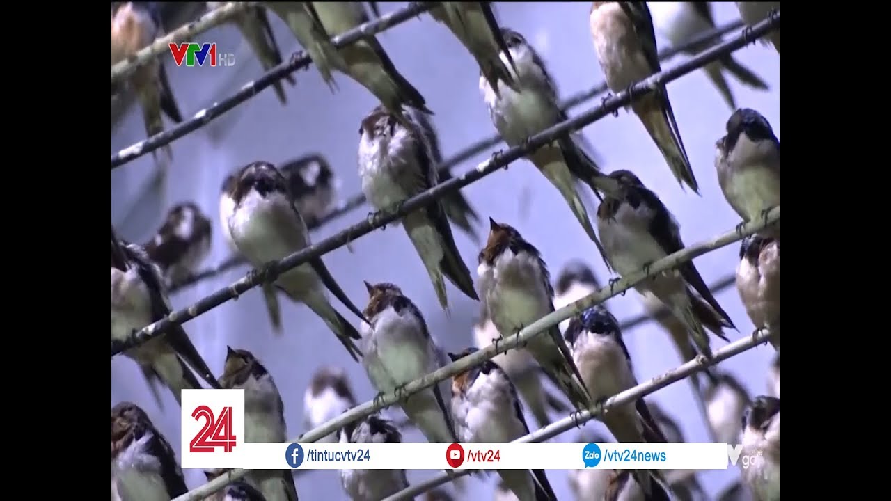 Về Đồng Th&aacute;p ngắm chim &eacute;n | VTV24