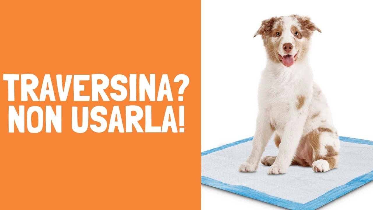 Come insegno al cucciolo a fare i bisogni fuori? Non usare la traversina! #addestramento #cuccioli