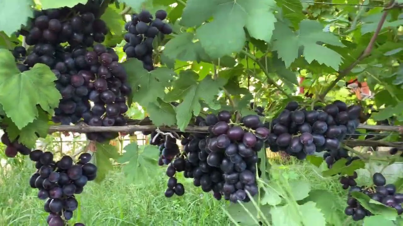 Подарок_НеСвЕТАя  #виноградник #виноград #подарокНесветая #смакота 