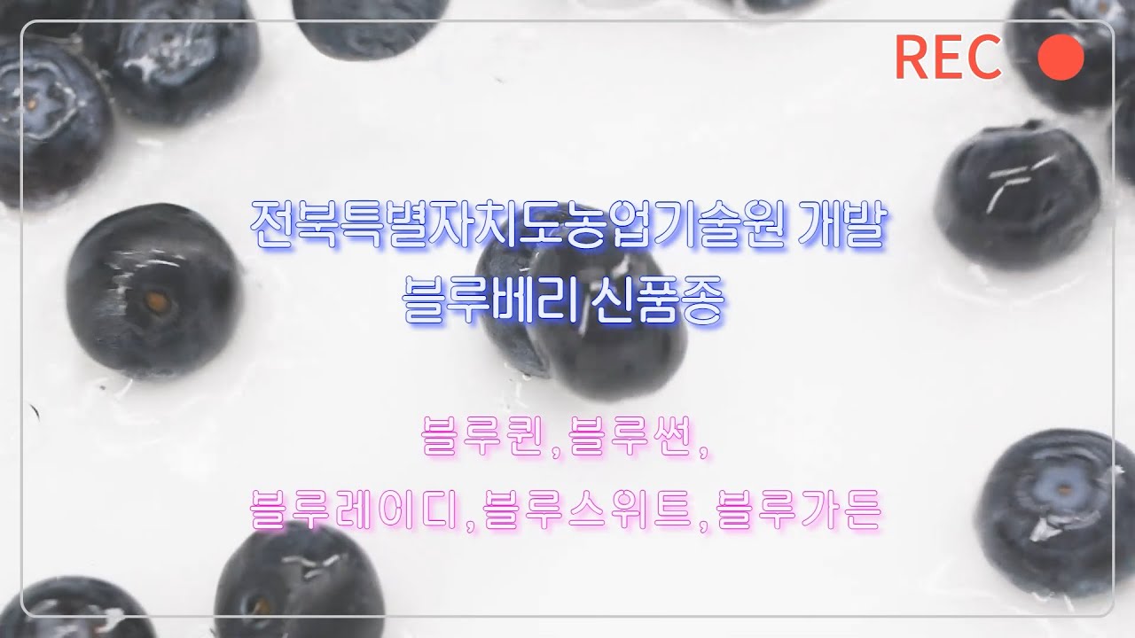 👍[국산 블루베리 신품종] 전북특별자치도농업기술원 개발-블루베리 5총사 #블루베리 #국내육성 #신품종 #전북특별자치도농업기술원 #블루썬 #블루가든 #블루레이디 #블루스위트 #블루퀸