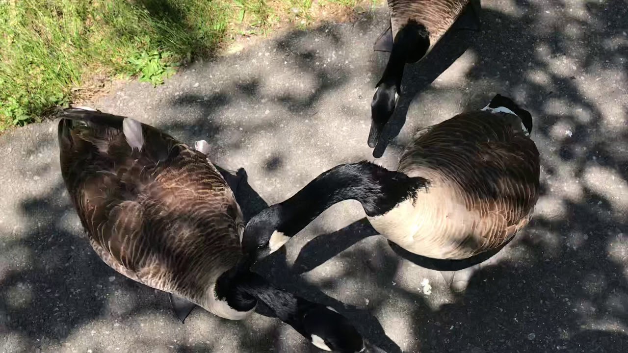 Feeding Canada geese