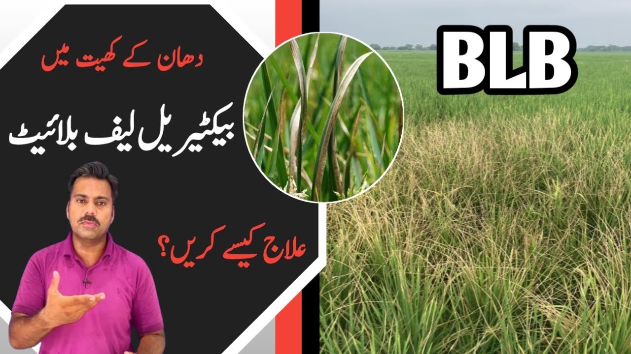 Bacterial Leaf Blight disease in paddy crop | BLB management in rice field | Abid Ali Agrarian