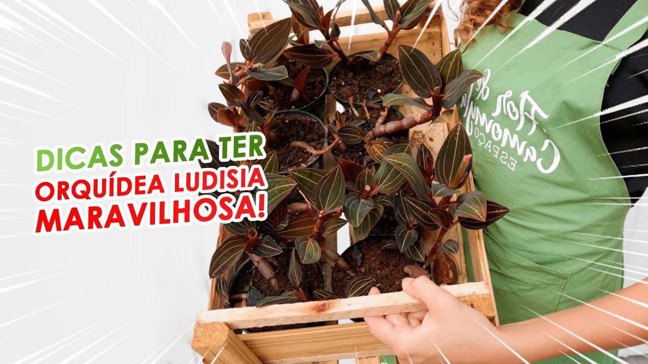 O MEU SEGREDO para CUIDAR da ORQUÍDEA LUDISIA - ORQUÍDEA JOIA
