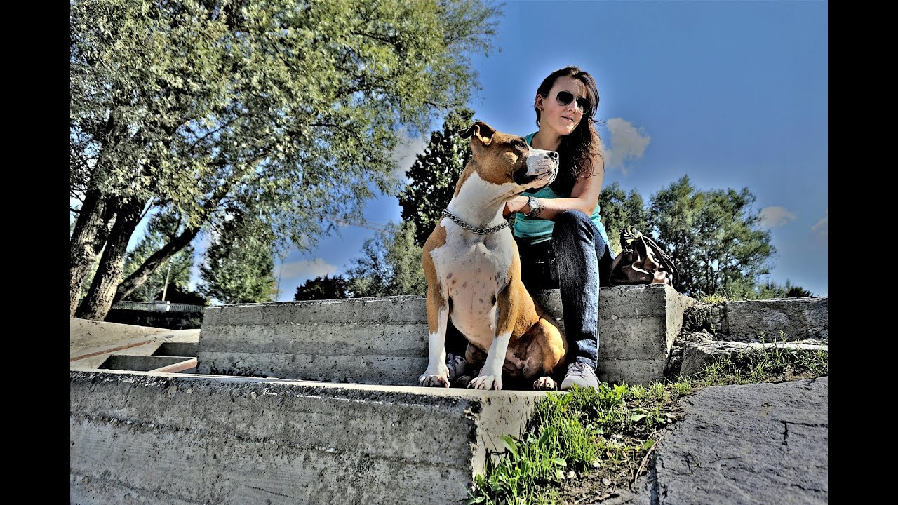 American Staffordshire Terrier 
