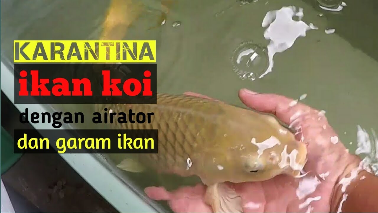 Karantina ikan koi mengunakan airator dan garam ikan
