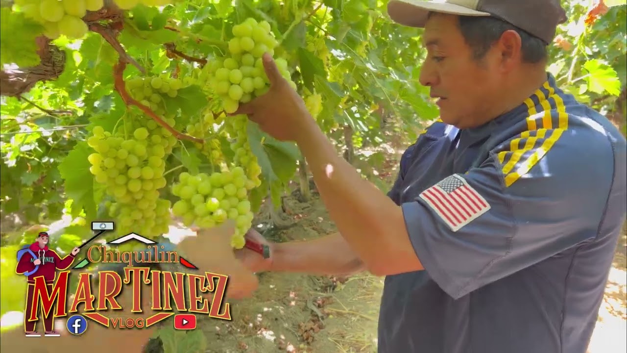 Cómo saber cuándo el Resimo de uva 🍇 ya está listo para cosechar se 🙏🍇🙋‍♂️🙋‍♀️🇺🇸🇲🇽