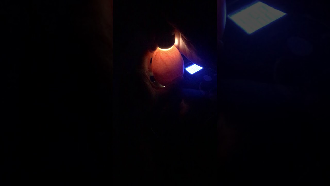 Ganzen ei uitbroeden - VLOG 5