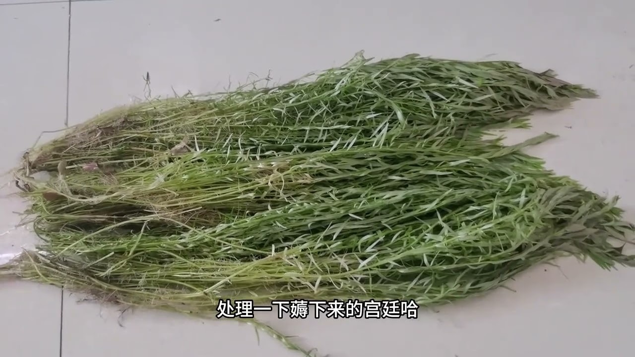水草修剪種植的快速方法 水草修剪種植的快速方法#水族 #水草缸 #水草造景 #水草修剪 #水草