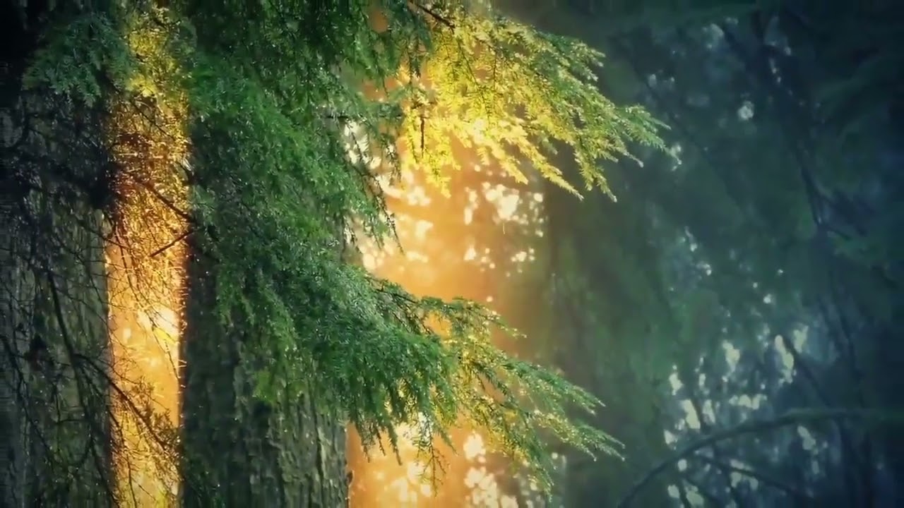 Relaxing music - no stress &bull; beatiful music &bull; slepping &bull; medition music - this is your music