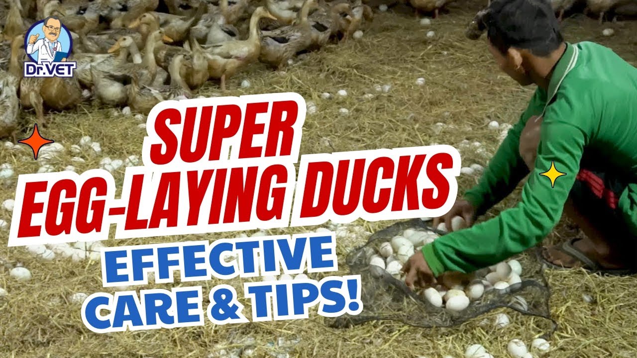 Highly Effective Super Egg-Breeding Duck Raising Technique | How to Care for High Egg-Laying Ducks