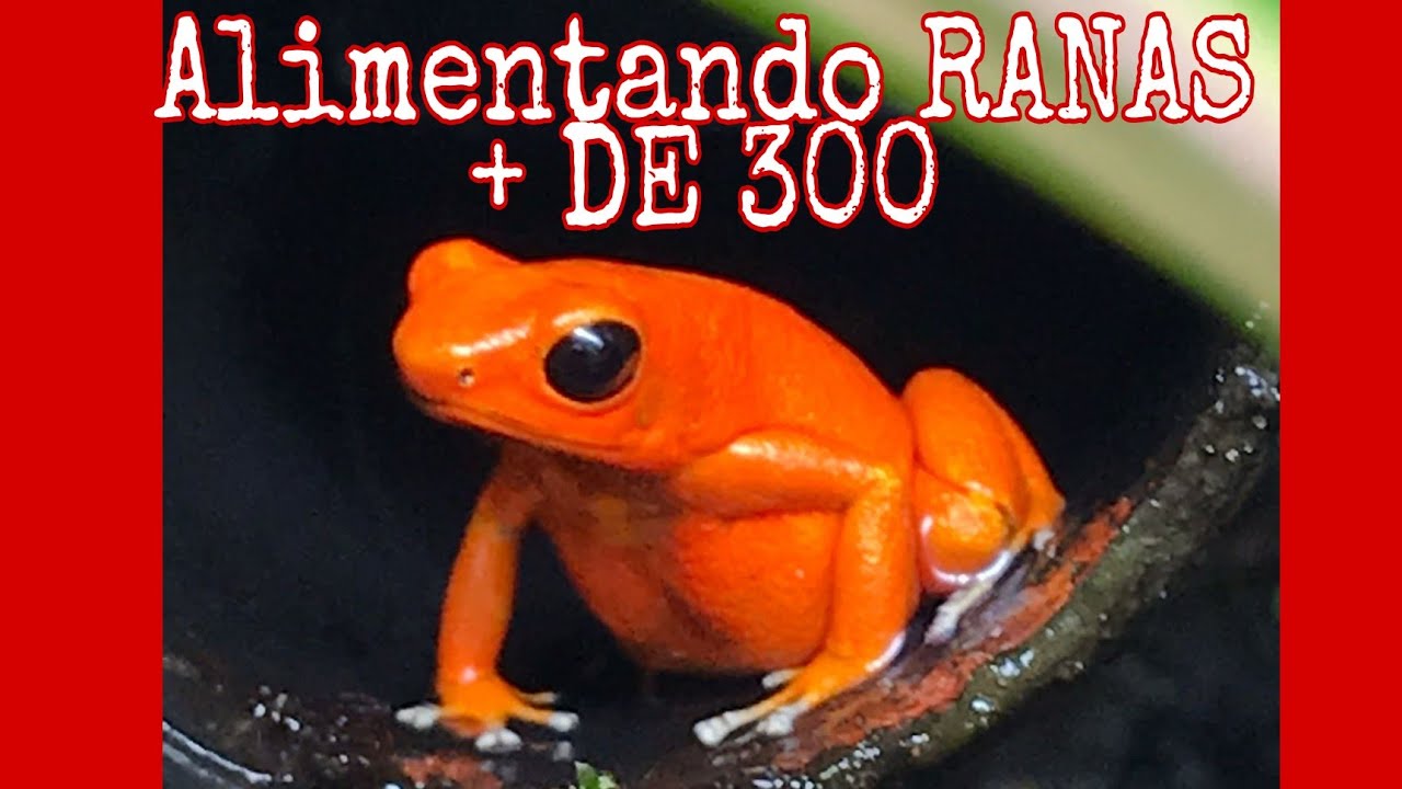 Alimentando Ranas! + de 300!!!