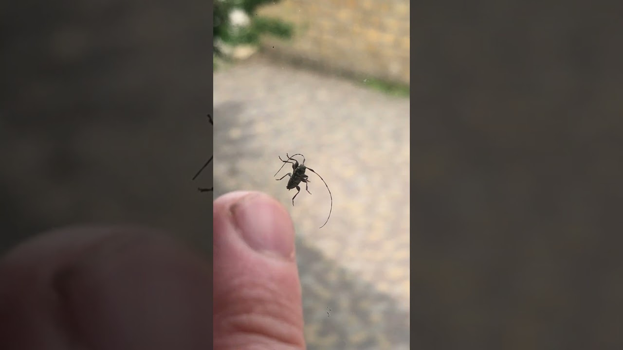 Життя навколо нас #goodmorning #sunny #bug #insects #nature #ants #spider