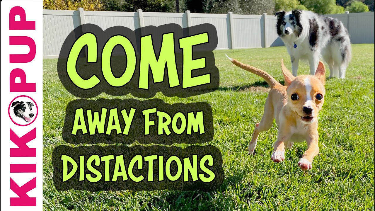 Dog training - Come adding DISTRACTIONS