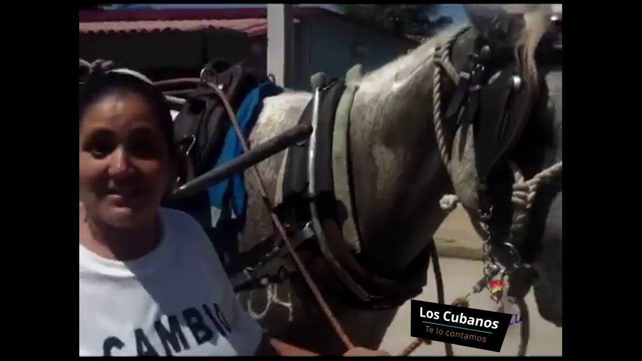 El famoso caballo de Camaguey