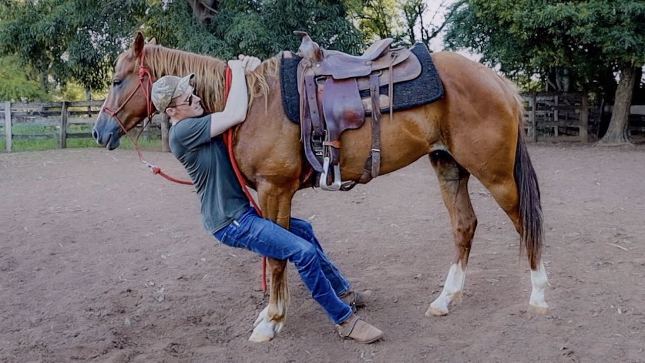 How To Bombproof A Horse In 3 Steps (I GOT KICKED)