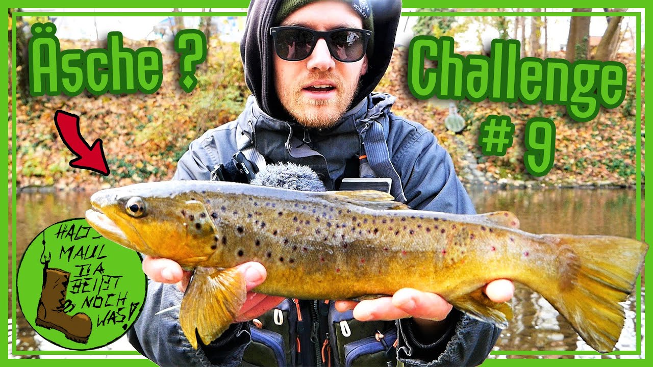 Winter-Äschen! Die Bachforellen eskalieren komplett... + PB I Challenge #9