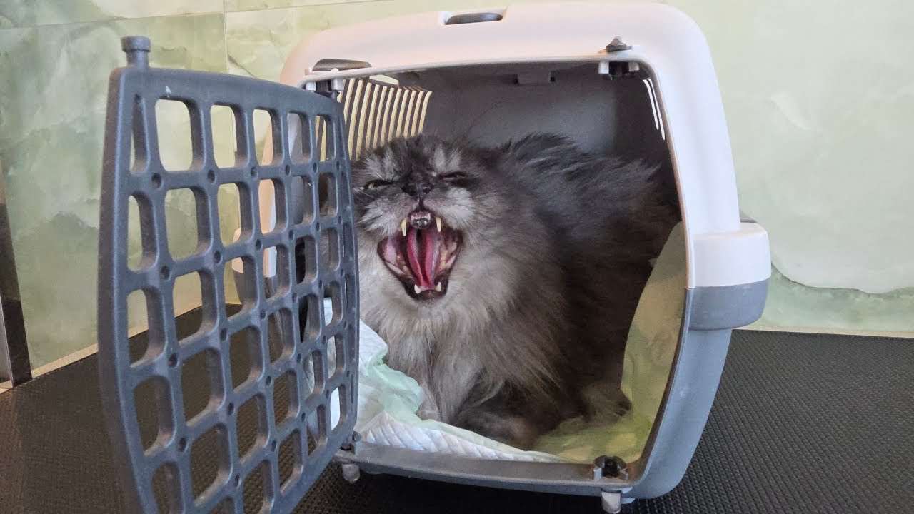 Этот турецкий микс очень острый, и он на меня пописал 🙀